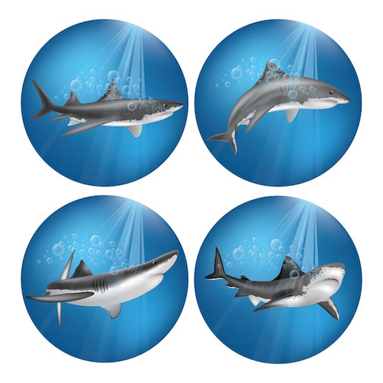 Shark Varieties