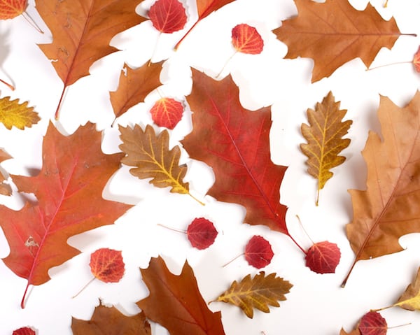 Close-up of autumn leaves