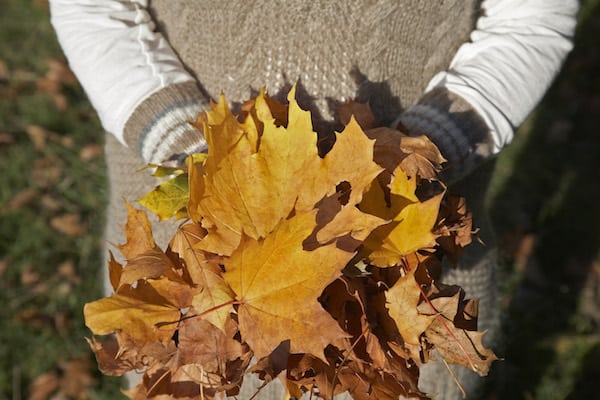 orange leaves held in hands