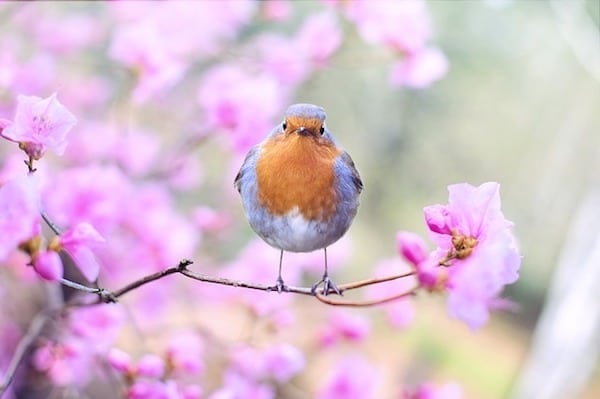 Spring Bird and Flowers