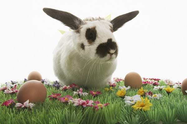 rabbit in a field of easter eggs