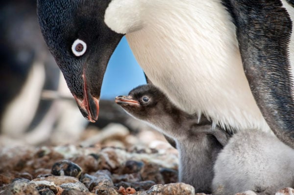 Disneynature Penguins Lessons and Activities - Jinxy Kids