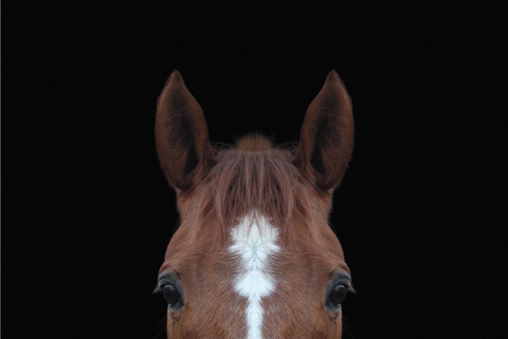 Horse as an example of symmetry