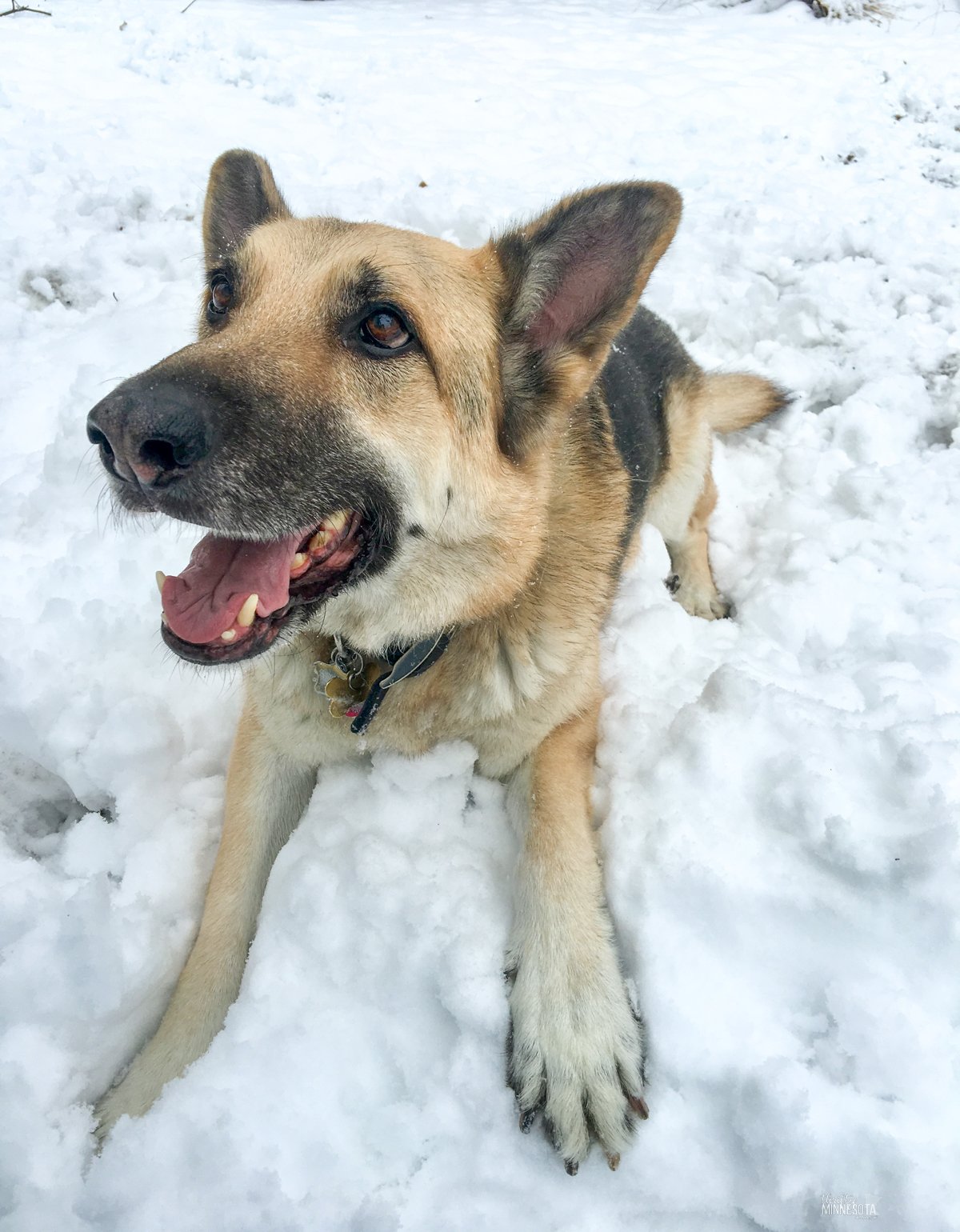 Happy German Shepherd lying on snow.