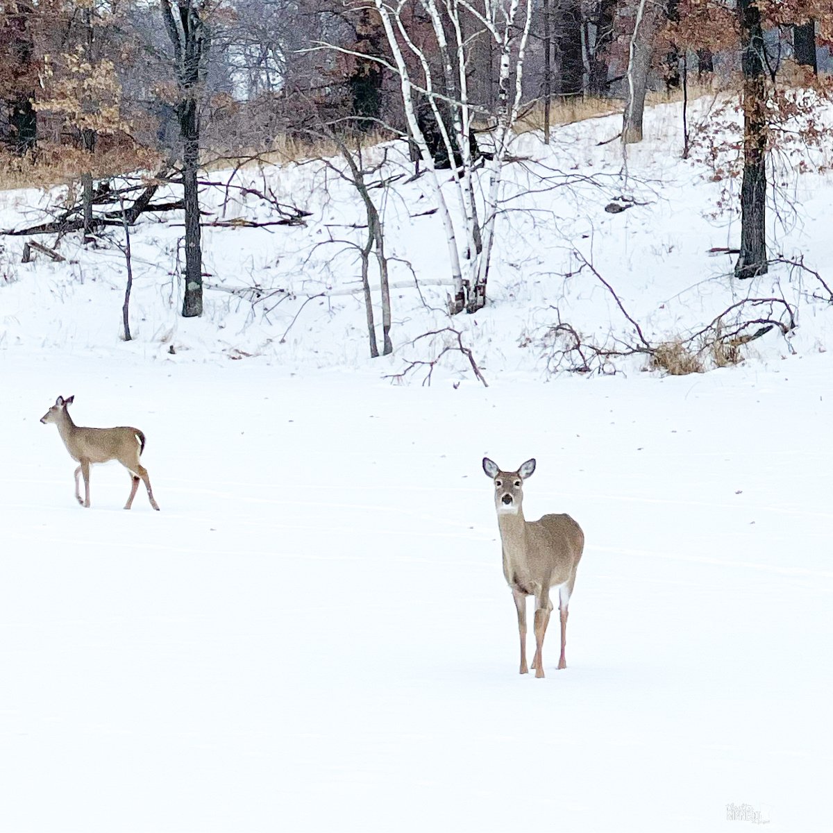 Two deer on fresh snow in a field.